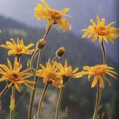 Helios Arnica 30c 100's by Helios