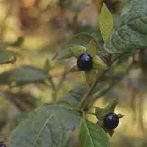 Helios Belladonna 30c 100's by Helios