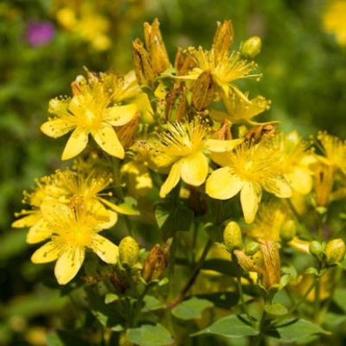 Helios Hypericum 30c 100's by Helios