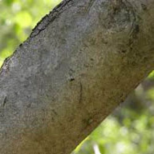 Helios Hamamelis Virginica 30c 100's by Helios