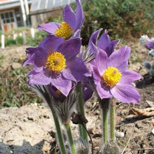 Helios  Pulsatilla 30c 100's